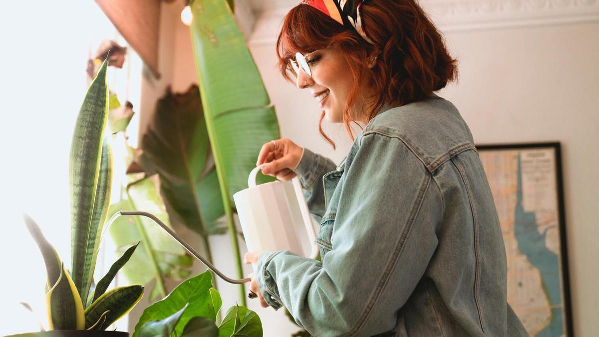 Las plantas de interior más sencillas de cuidar