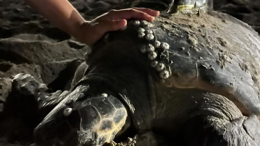 Diana adora Dénia: las imágenes de la cuarta puesta del verano de esta tortuga en la Marineta Cassiana