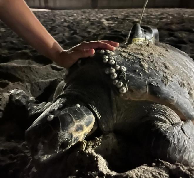 Diana adora Dénia: las imágenes de la cuarta puesta del verano de esta tortuga en la Marineta Cassiana