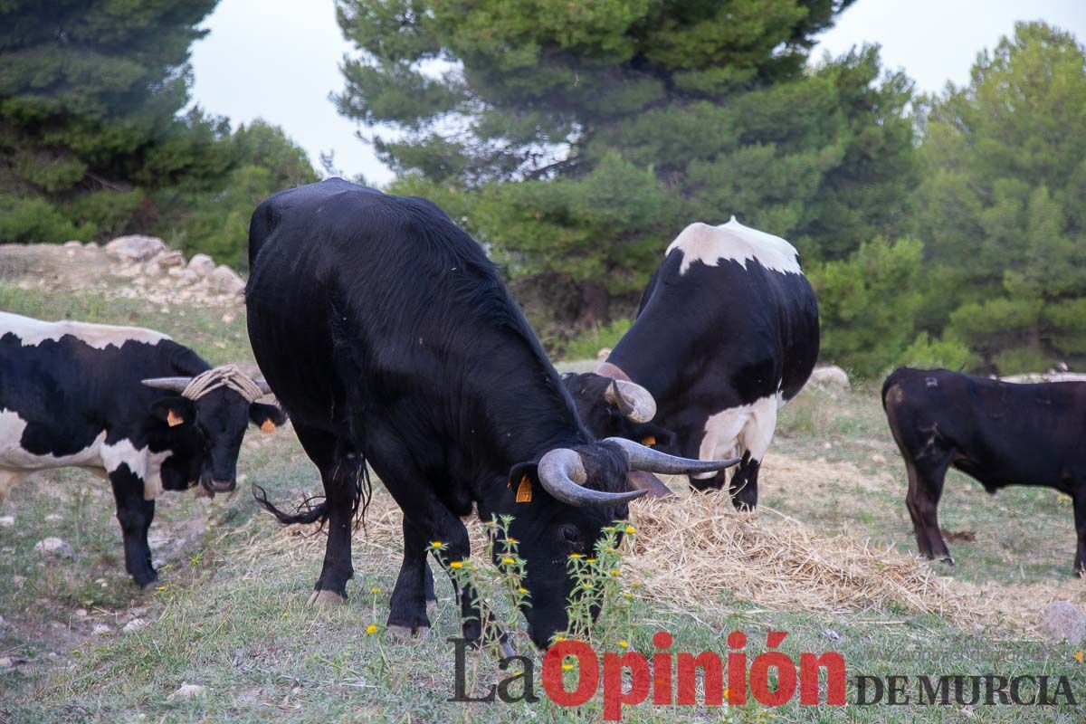 Primer encierro Fiestas de Moratalla