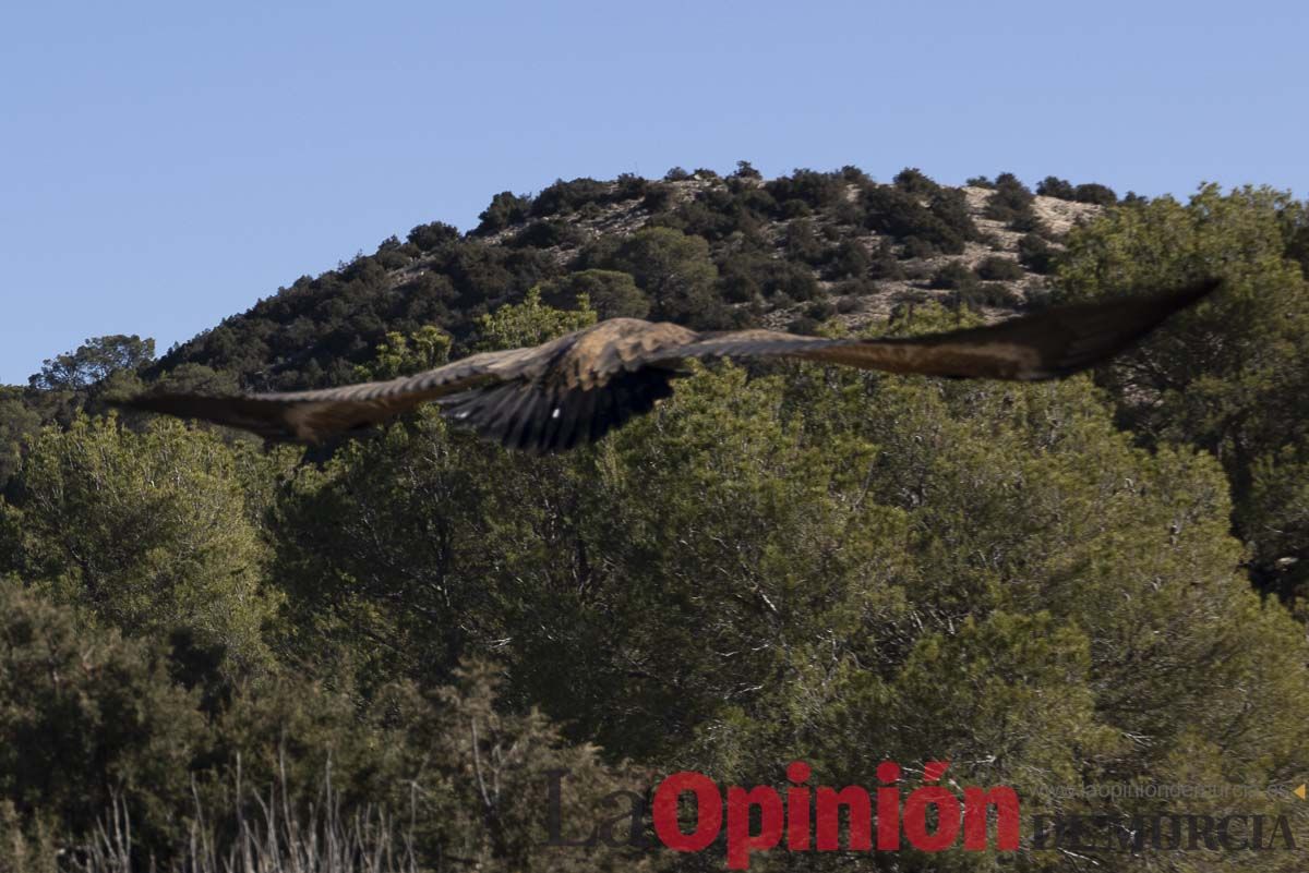 Suelta de dos buitres leonados en la Sierra de Mojantes en Caravaca