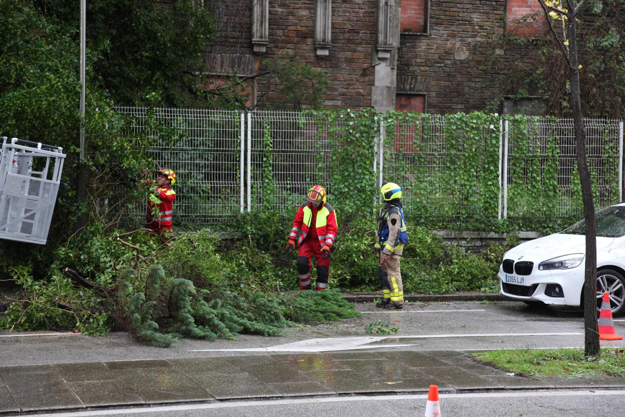 Un árbol del antiguo Hospital de Galeras se desploma sobre un vehículo en Santiago