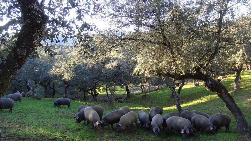 Coronavirus en Córdoba: Asaja Córdoba alerta de la situación &quot;límite&quot; para el sector del cerdo ibérico en la provincia