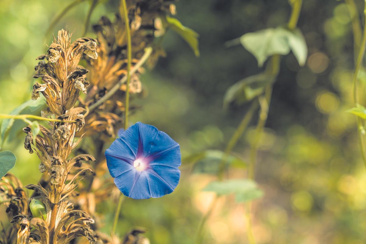 Biodiversidad en Barcelona