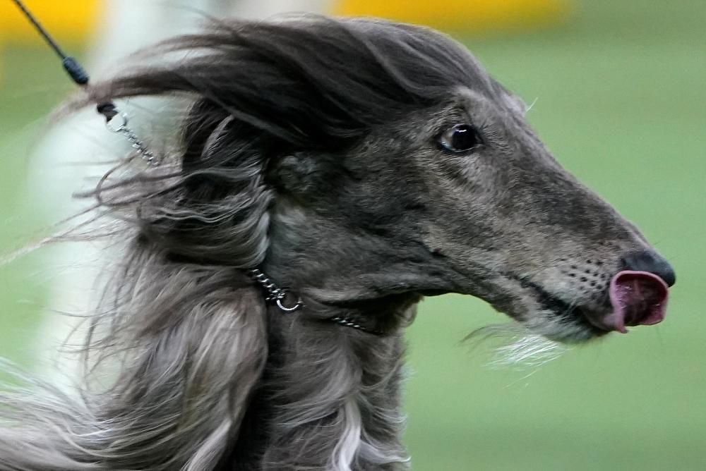 Les millors fotos del concurs de gossos Westminster Kennel Club Dog Show 2020