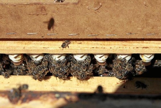 Pau Ixent Queralt und Biel Coll sind die einzigen Züchter von Bienenköniginnen auf der Insel. Ein Besuch auf den Wiesen von Son Berga bei Alaró