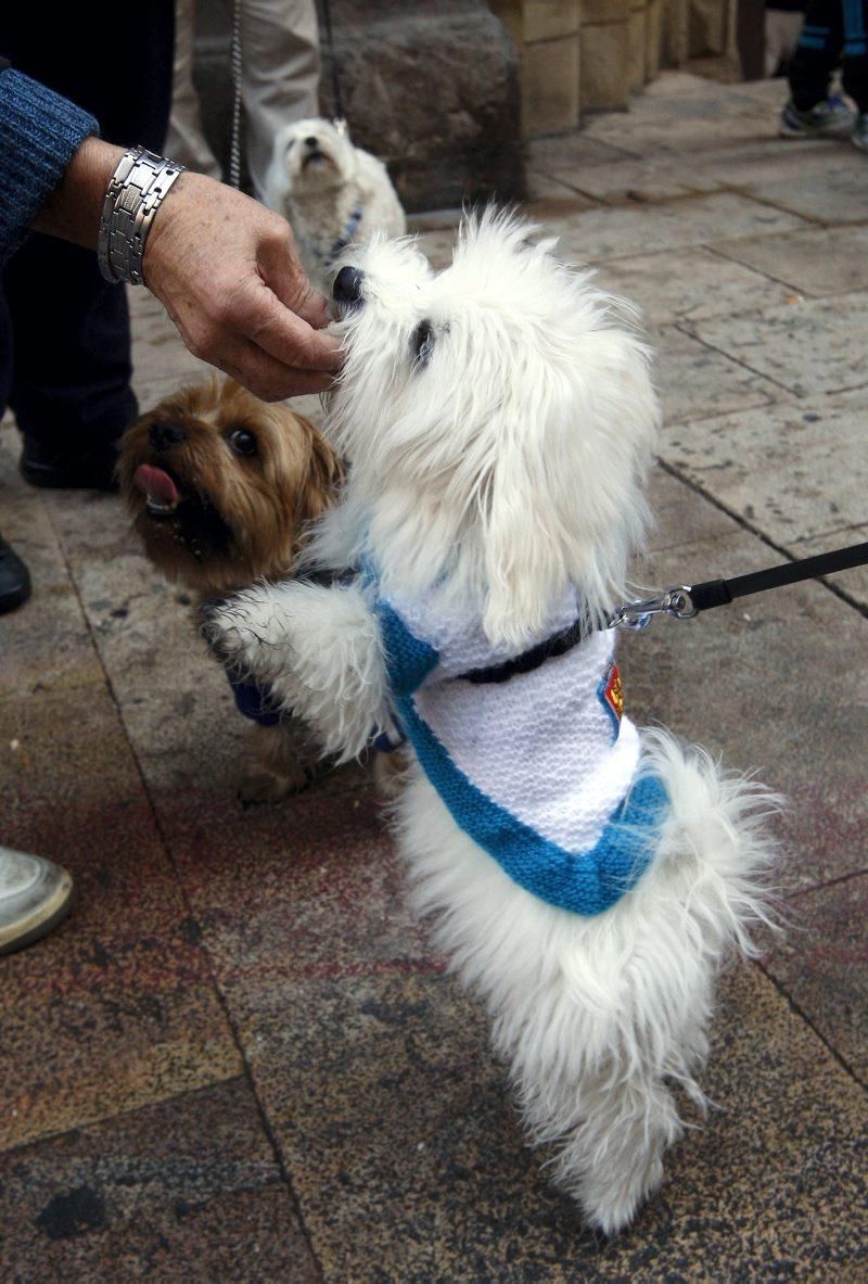 Celebración de San Antón, bendición de los animales