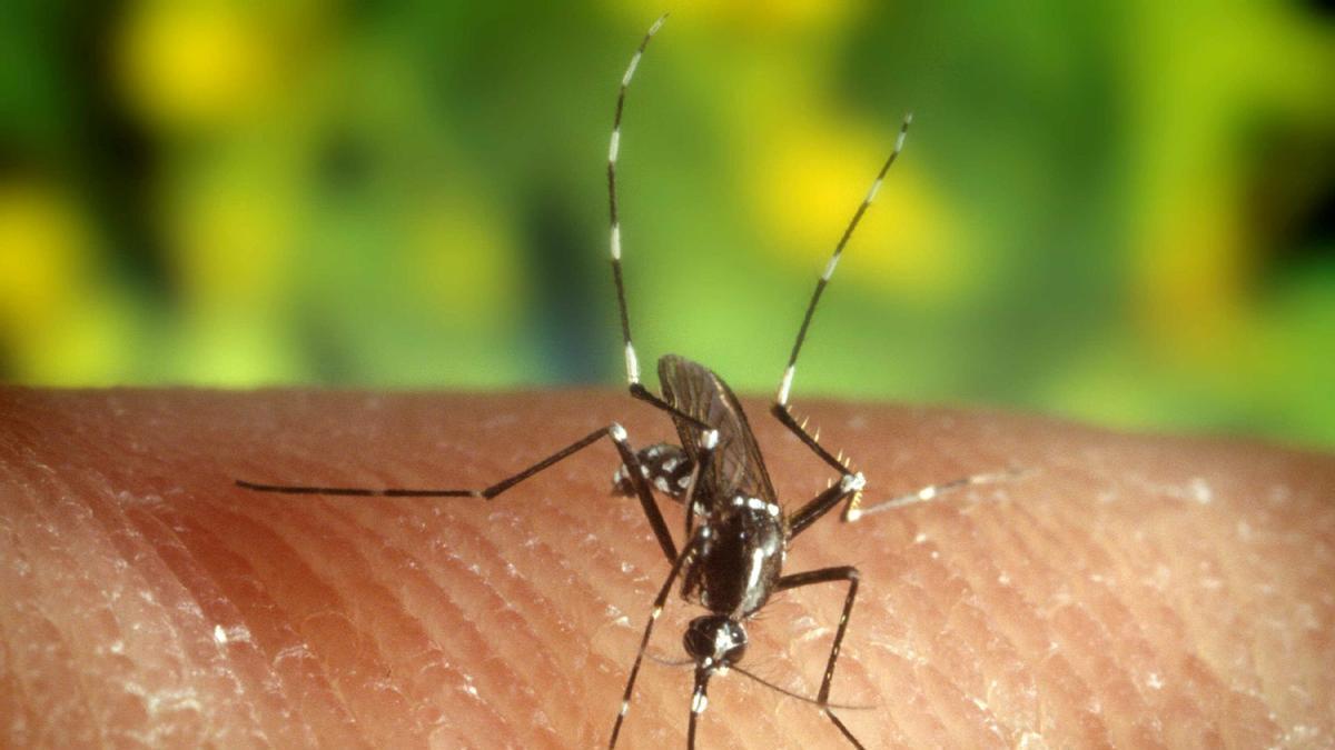 Mosquito tigre, un insecto muy presente en Málaga.