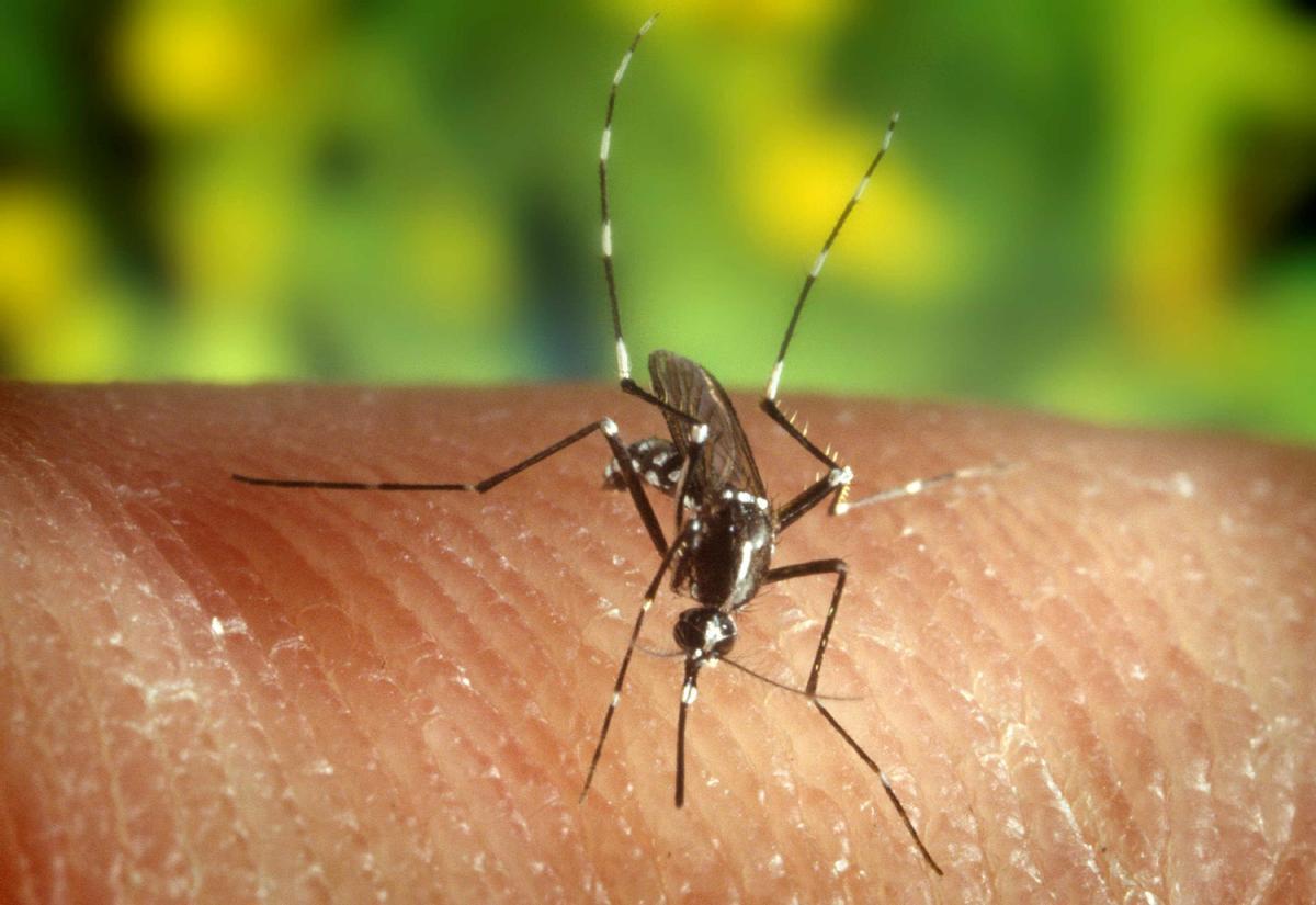 Mosquito tigre, un insecto muy presente en Málaga.
