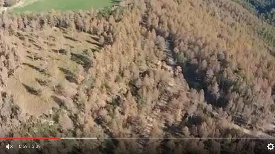 Els drons ajuden a detectar una plaga de processionària als boscos del Berguedà