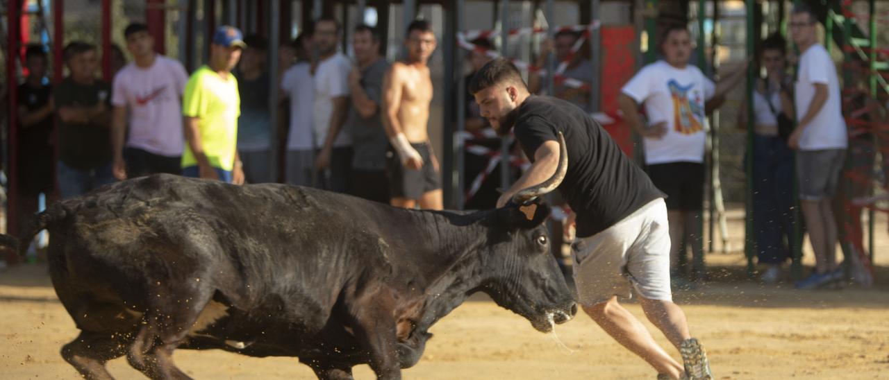 Toros y vaquillas en el recinto taurino de Sagunto