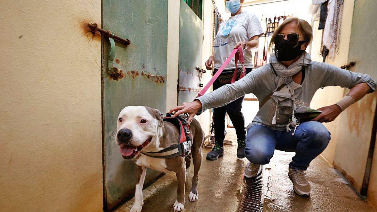 Los perros de sa Coma esperan a sus nuevos paseadores. | J.A.RIERA