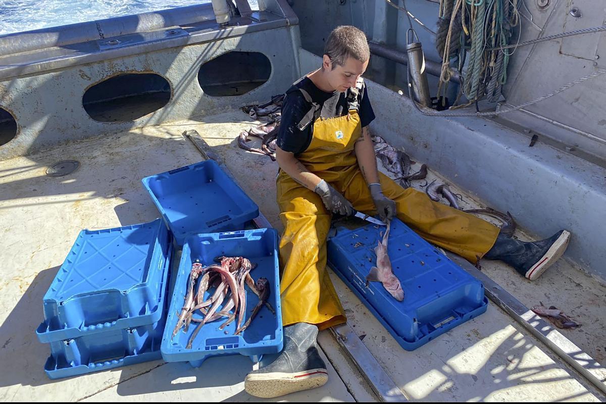 Una trabajadora prepara el pescado para depositar en las cajas, en un un buque de Cartagena.
