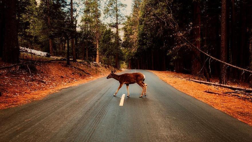 ¿Qué animales son los más atropellados de España?