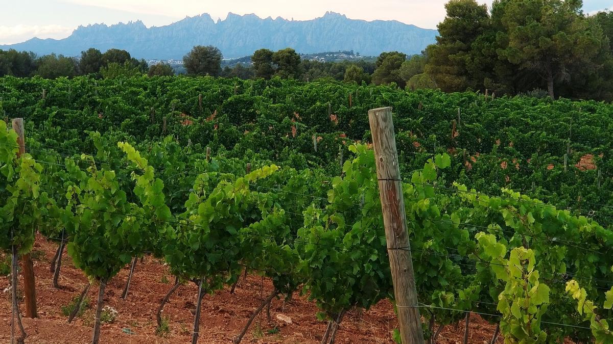 Una de las viñas de Gramona, con las montañas de Montserrat al fondo.