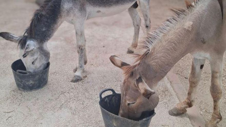 Buscan al dueño de dos burros desnutridos y abandonados en La Unión para imputarlo por maltrato animal