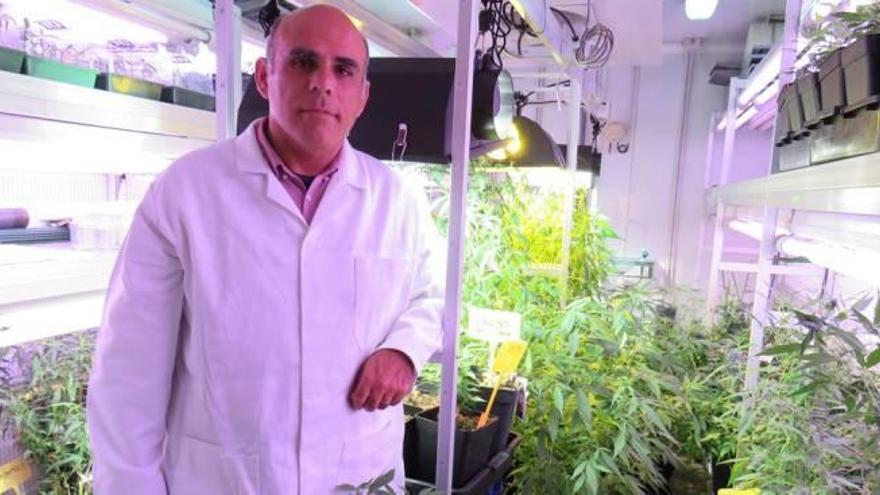 Uno de los investigadores de la UPV con las plantas de marihuana.