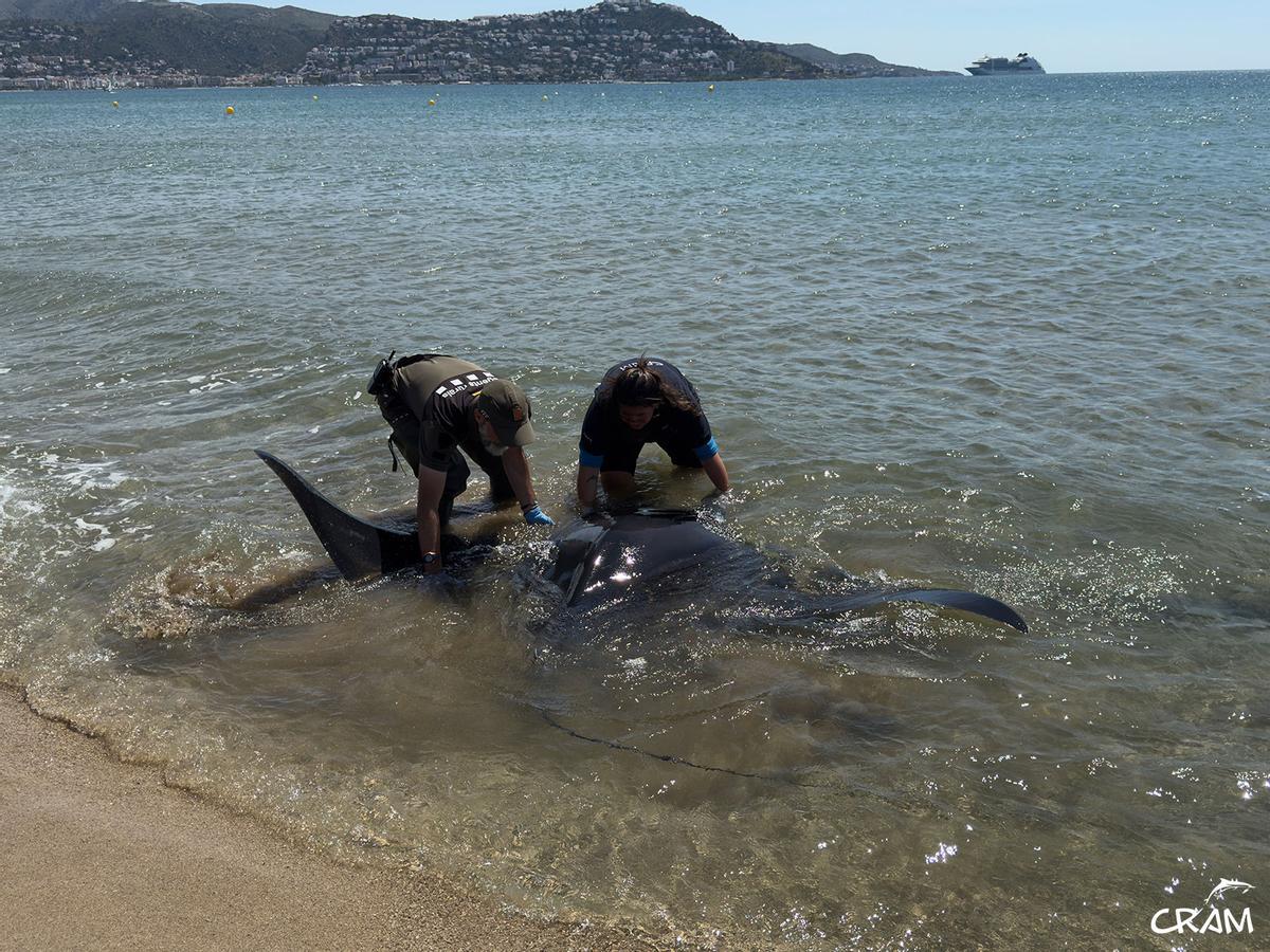 Rescats de fauna marina a la Costa Brava durant l'any passat