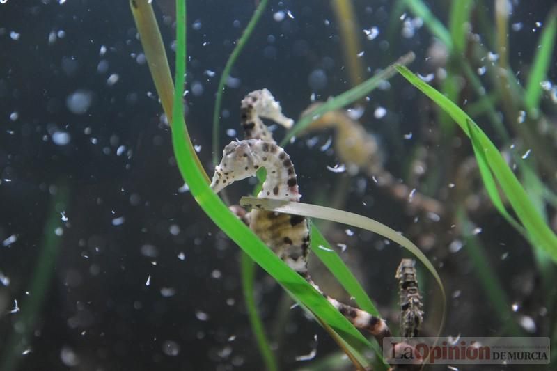 El acuario de la UMU albergará las especies emblemáticas del Mar Menor