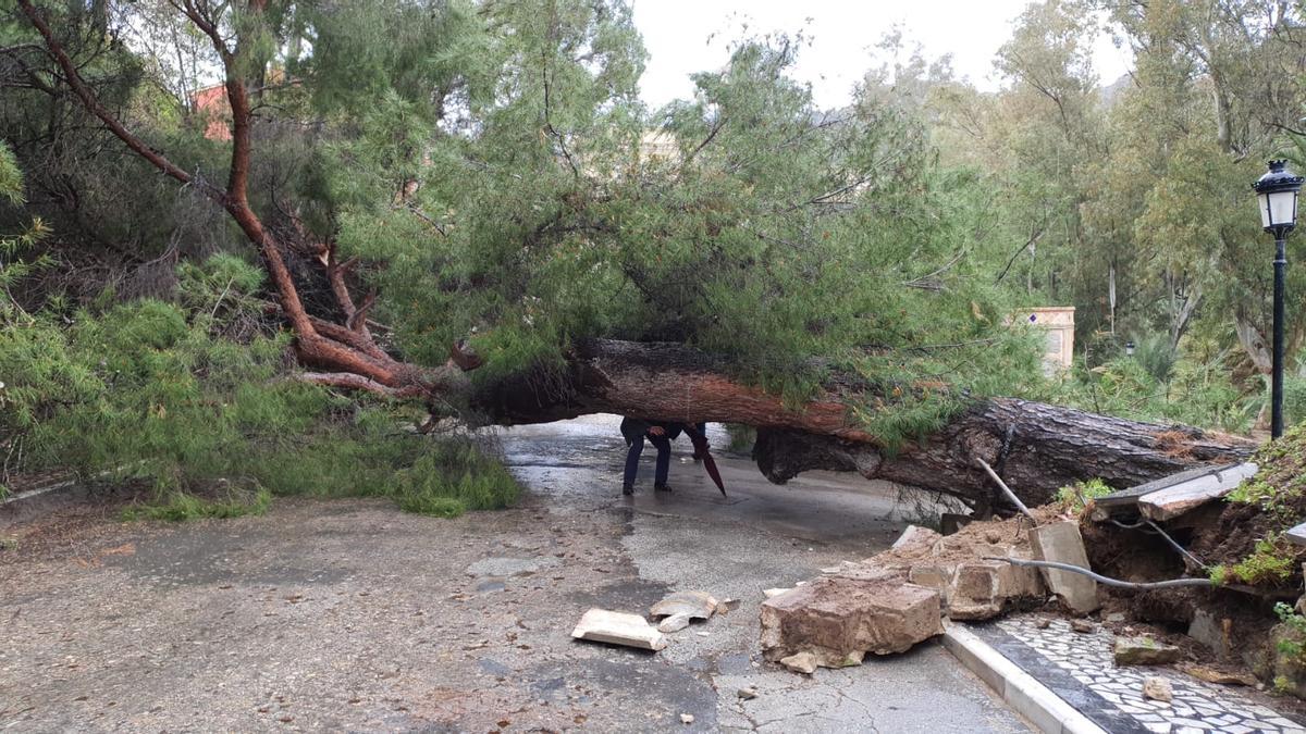 Árbol caído en Archena