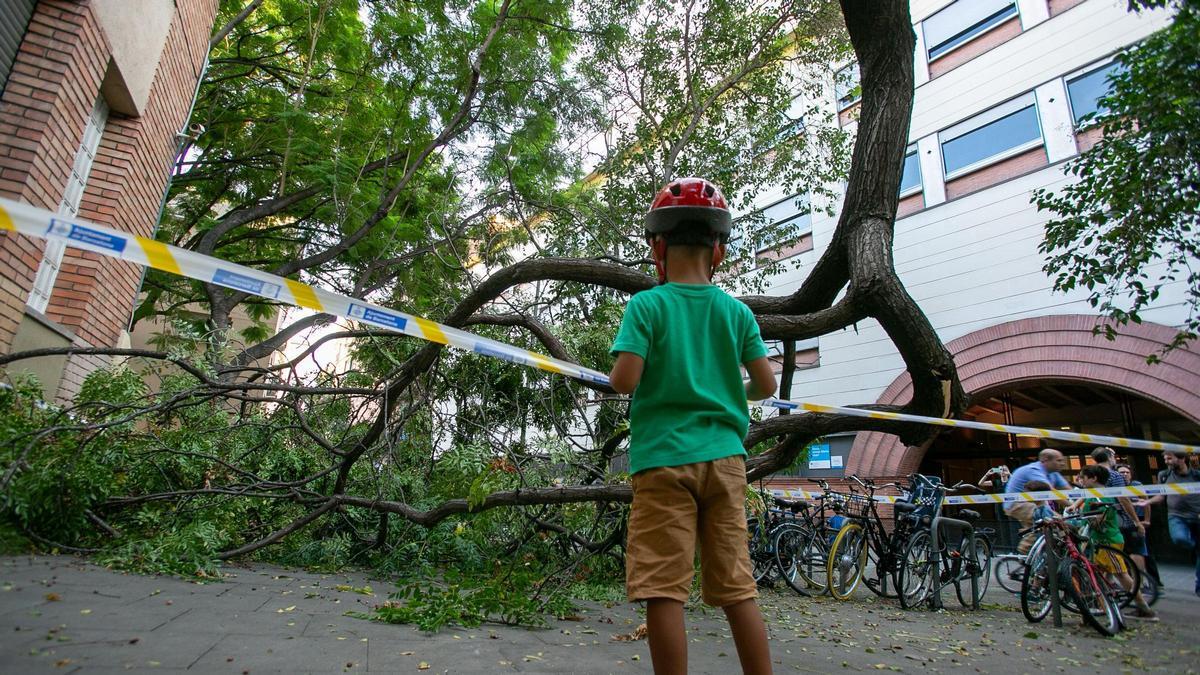 Segon accident en tres dies per la caiguda d’un arbre a les portes d’una escola de Barcelona