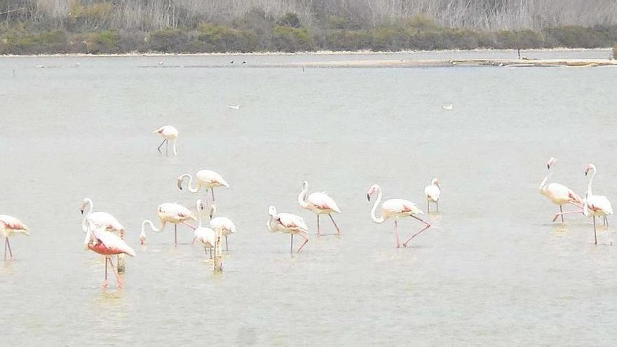 Los flamencos se encuentran en pleno movimiento migratorio.