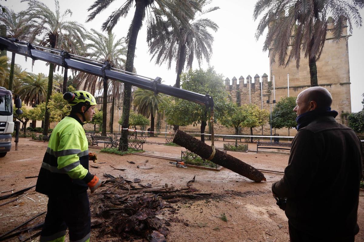 Borrasca Kristin en Córdoba, lluvia y viento, incidentes temporal. Palmera caída Alcázar Reyes Cristianos