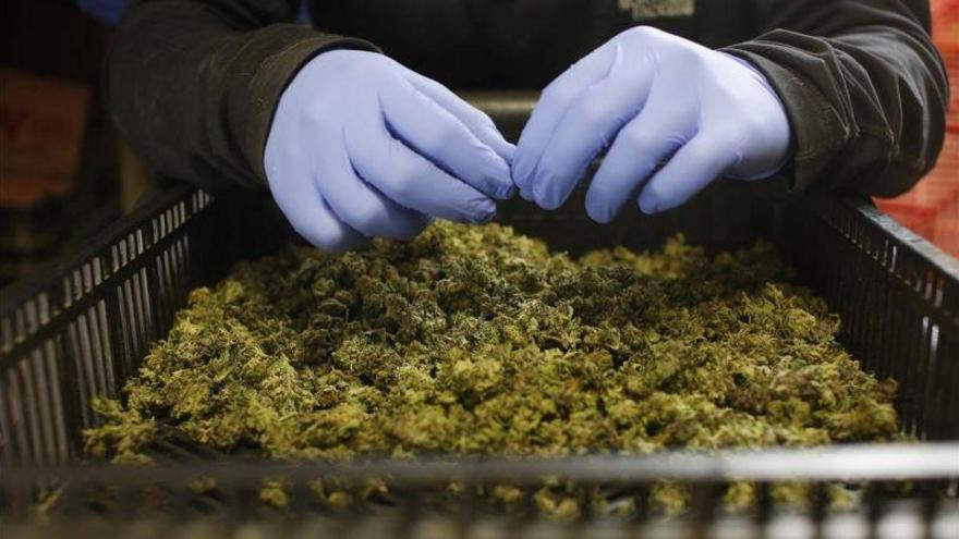 La legalización del cannabis convierte a Canadá en un gigantesco laboratorio