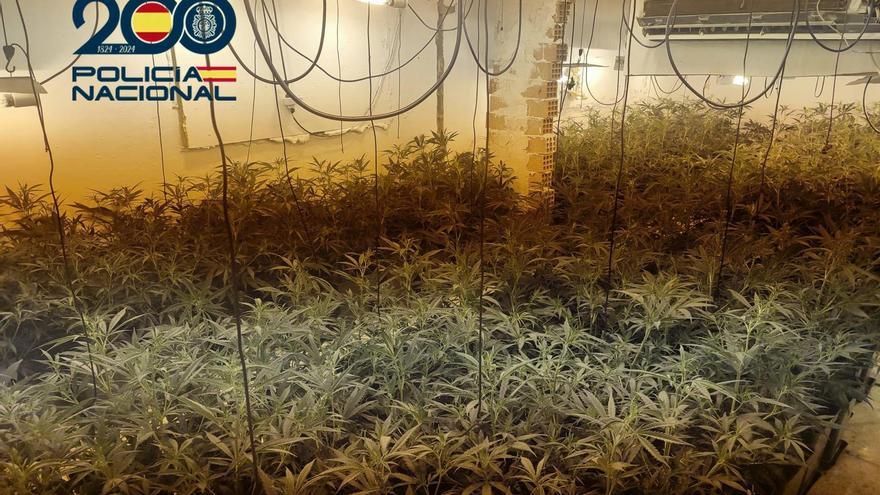 La Policía Nacional desmantela una plantación de marihuana en un chalet ocupado