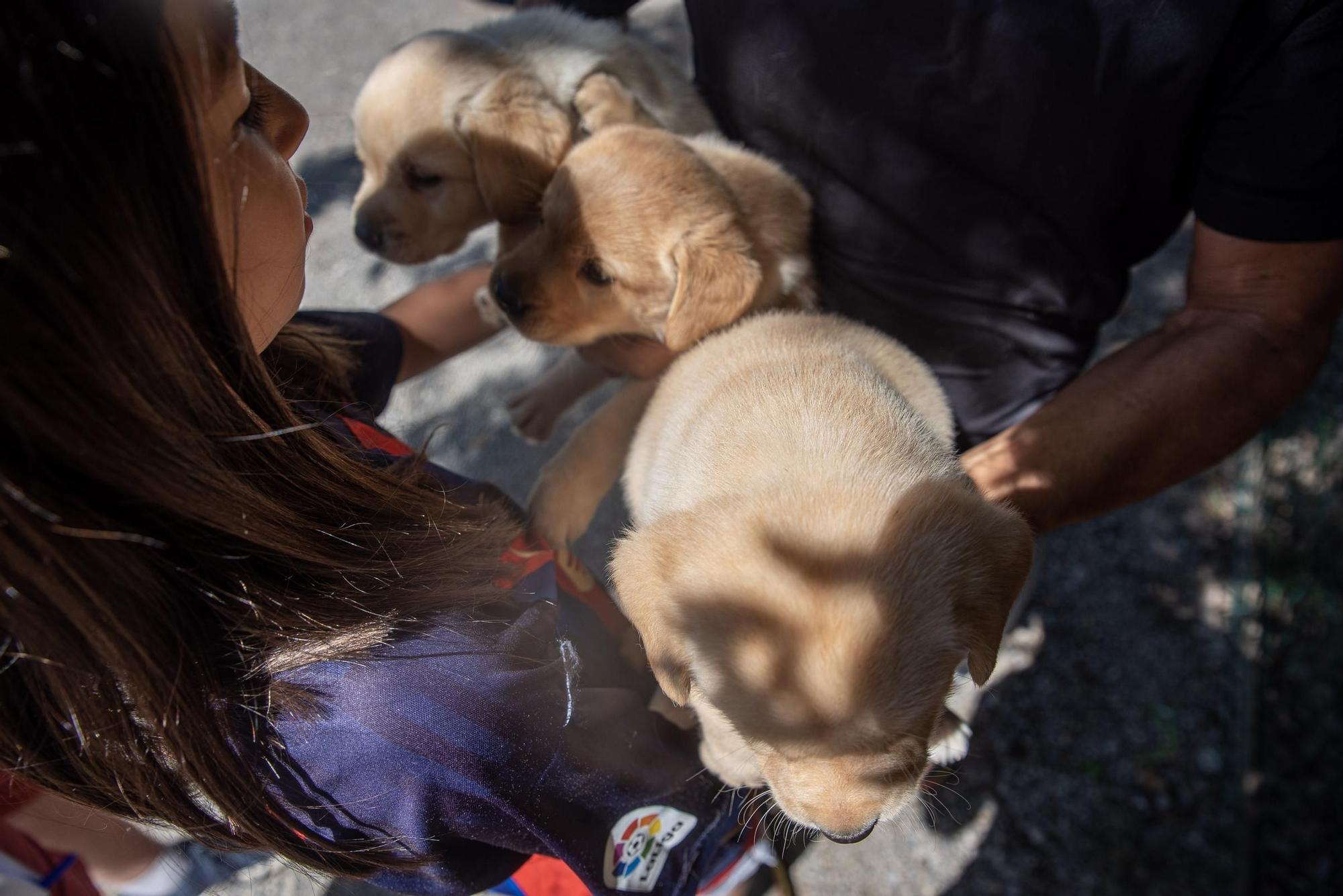 Residències canines: Goscan de Fonollosa