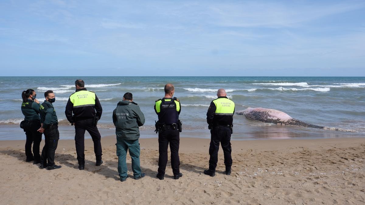 Aparece una ballena muerta en Guardamar