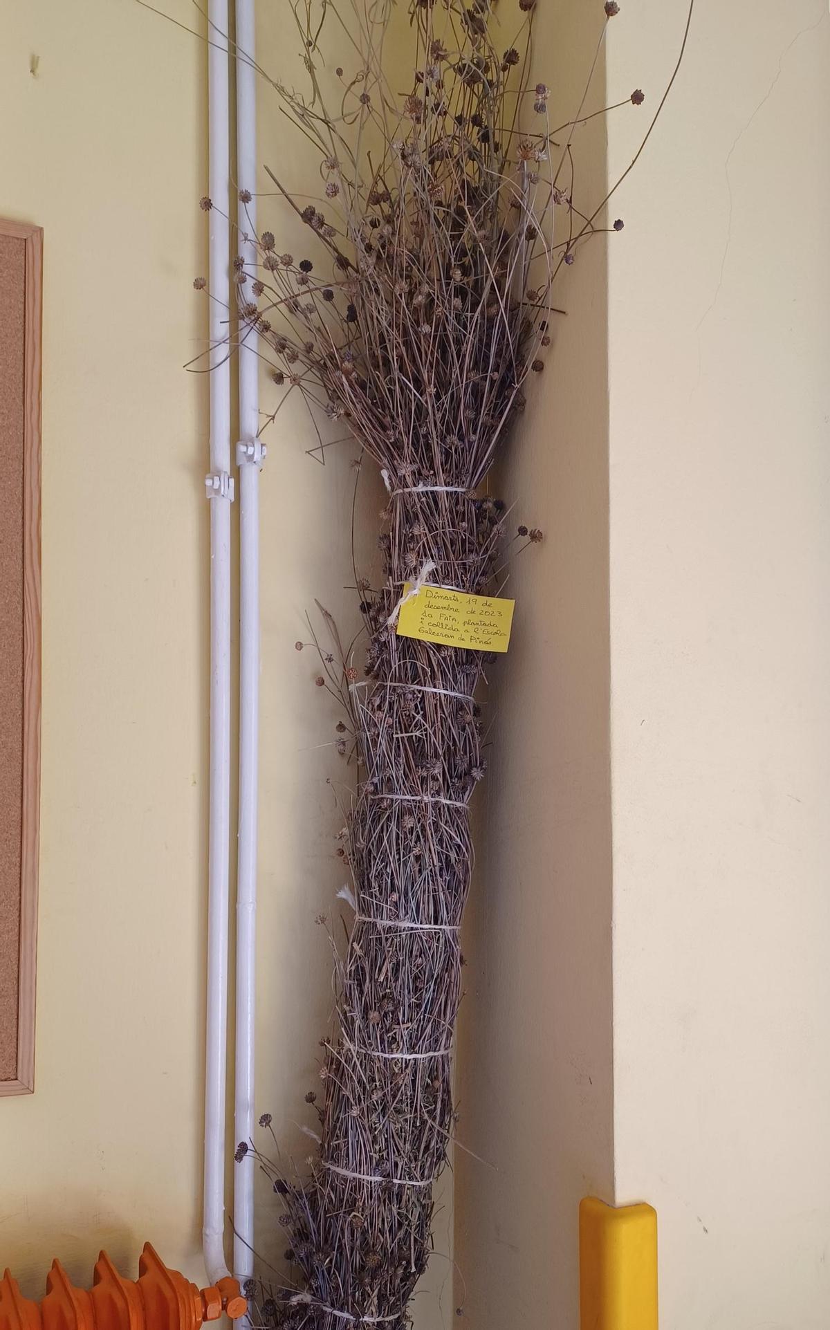 Faia que guarden a l'escola de la primera plantació d'herba faiera