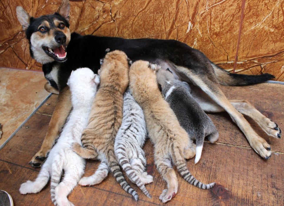 A dog feeds four newborn tiger cubs and a puppy ...