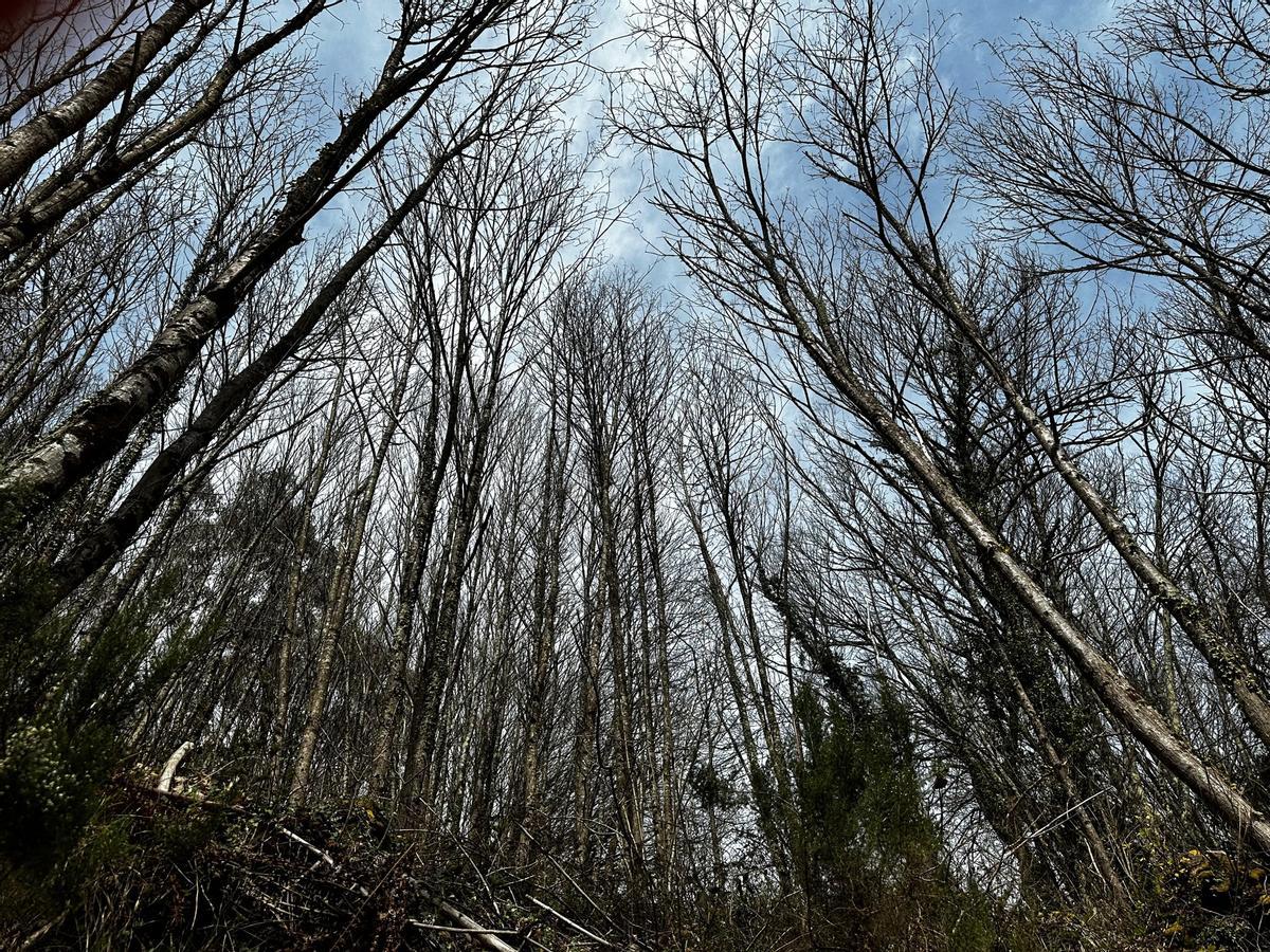 Bosque autóctono en el cuarto de los Valles.