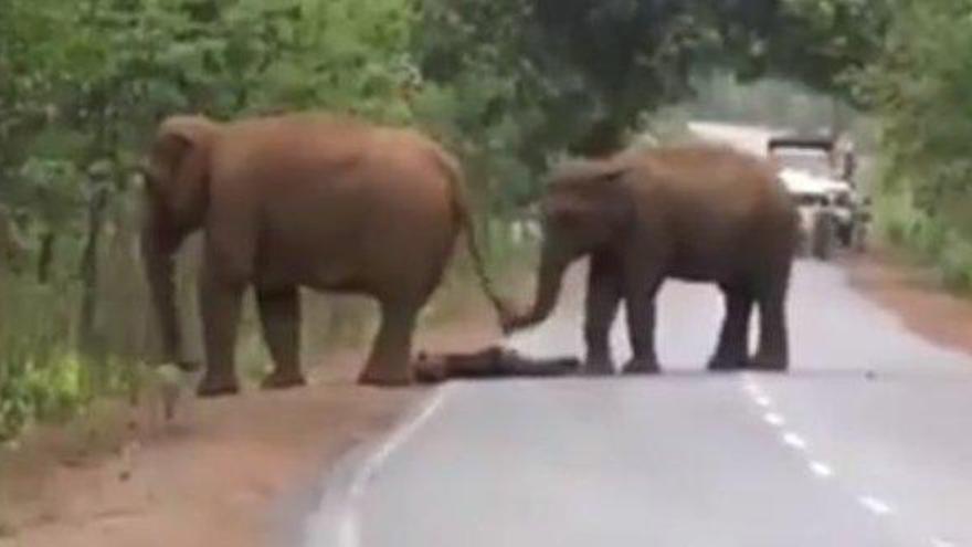 El emocionante funeral de una madre elefante tras la muerte de su cría