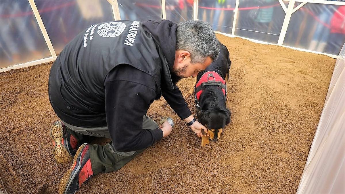 Una edición anterior del campeonato de perros 'tofonaires'.