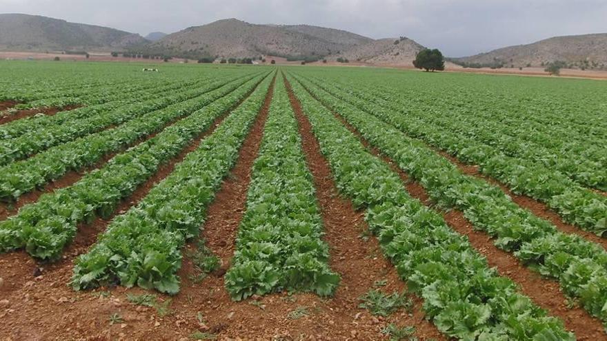 Una de las fincas que, según Areca, se han transformado de secano a regadío de manera irregular.