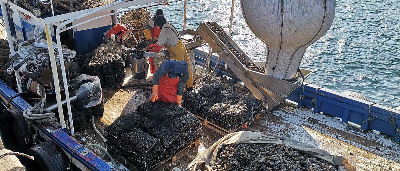 Bateeiros de Bueu trabajando esta semana en la descarga de mejillón en el puerto. |   // SANTOS ÁLVAREZ