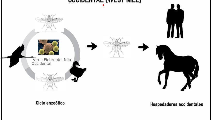 Detectado en Extremadura un nuevo foco de fiebre del Nilo en un caballo
