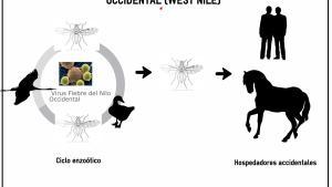 Ciclo de transmisión de la fiebre del Nilo.
