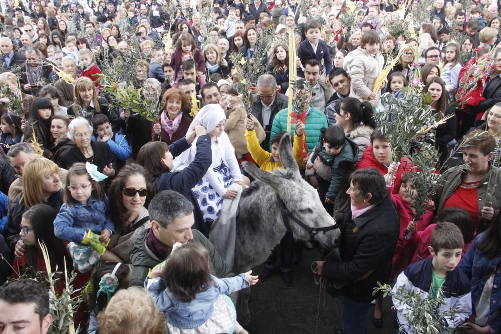 Semana Santa 2016 en Morrazo | Una mula, centro de todas las miradas en el Domingo de Ramos de Moaña