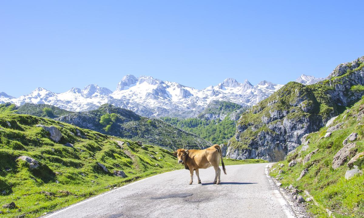 La carretera de Covadonga a los lagos: un road trip panorámico inesperado