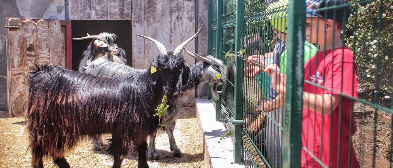 Varios niños entran en contacto con el ganado caprino durante una escuela de verano de Asaga.