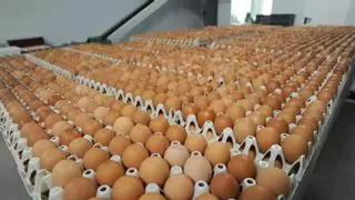 Galicia, tierra de huevos: así es el sector que ya produce 56 millones de docenas al año
