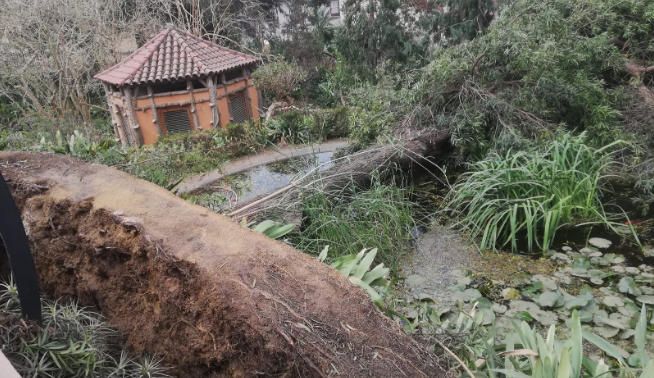 Un árbol partido por el efecto del viento.