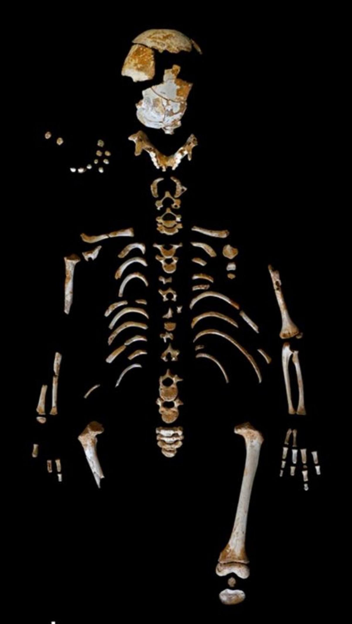 De arriba abajo, la reproducción con impresora 3D del esqueleto del niño neandertal de El Sidrón que forma parte de la exposición «Los 13 de El Sidrón»; un dibujo de Albert Álvarez Marsal que recrea la comunidad neandertal de El Sidrón, y algunos fósiles óseos del más pequeño del grupo, entre ellos, sobre la mesa, su fémur. | LNE