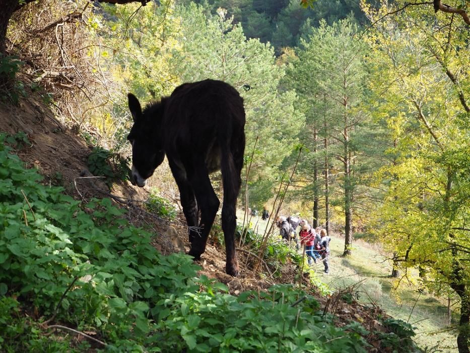 Matinal de natura i gastronomia al Berguedà