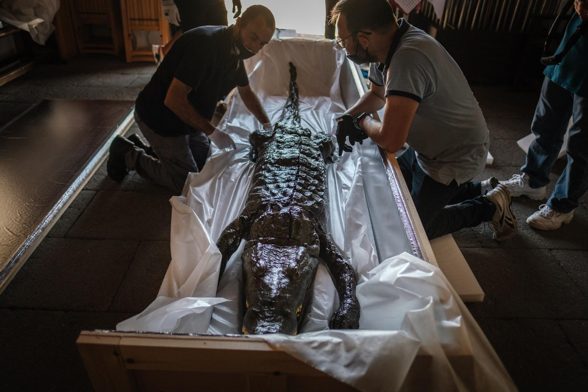 Traslado de la Virgen y el caimán de Las Angustias