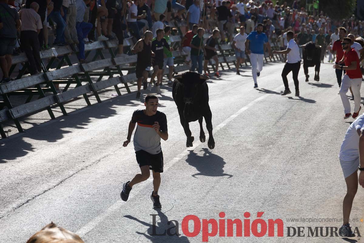 Sexto encierro de la Feria del Arroz de Calasparra