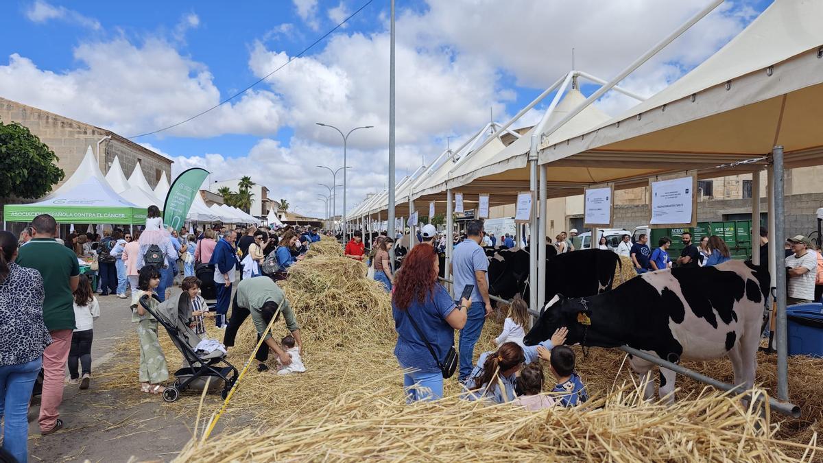 FOTOS | Búscate en la Fira de ses Vaques de Campos